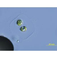 Oocystis lacustris