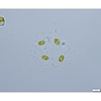 Oocystis lacustris