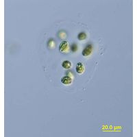 Oocystis lacustris