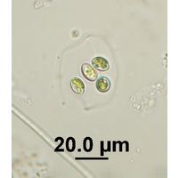 Oocystis lacustris