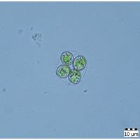 Oocystis marssonii