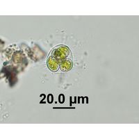 Oocystis marssonii
