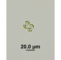 Oocystis marssonii