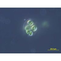 Oocystis marssonii