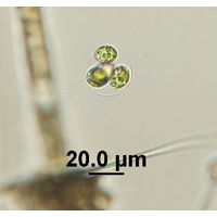 Oocystis cf. marssonii