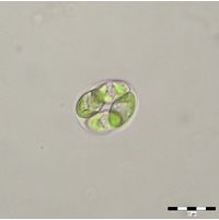 Oocystis marssonii