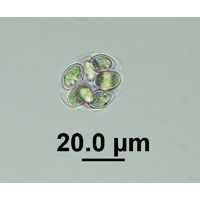 Oocystis marssonii
