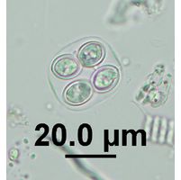 Oocystis marssonii