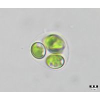 Oocystis marssonii 