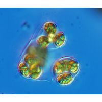 Oocystis marssonii