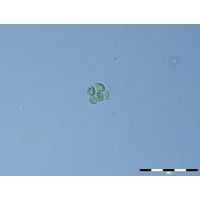 Oocystis parva