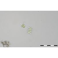 Oocystis parva