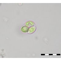 Oocystis
