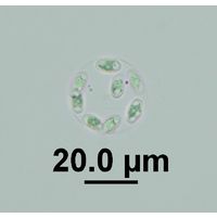 Oocystis cf. pelagica