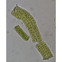 Prasiola