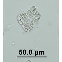 Willea irregularis