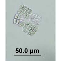 Willea irregularis