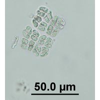 Willea irregularis
