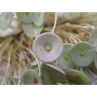 Acetabularia acetabulum