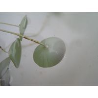 Acetabularia acetabulum
