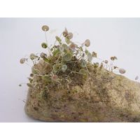 Acetabularia acetabulum