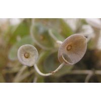 Acetabularia acetabulum