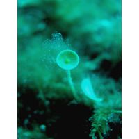 Acetabularia acetabulum