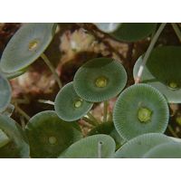 Acetabularia acetabulum