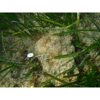 Acetabularia acetabulum