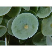 Acetabularia acetabulum