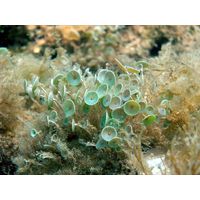 Acetabularia acetabulum
