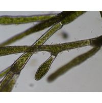 Aegagropila linnaei