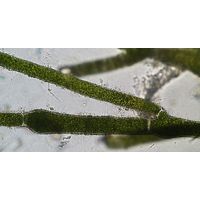 Aegagropila linnaei