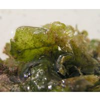Anadyomene stellata