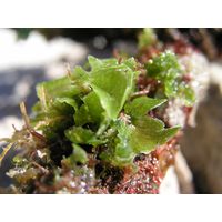 Anadyomene stellata