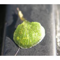 Anadyomene stellata