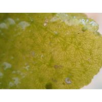 Anadyomene stellata