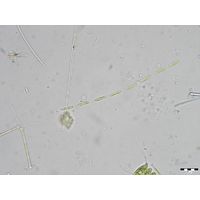Binuclearia lauterbornii