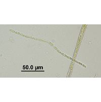 Binuclearia lauterbornii