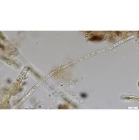 Binuclearia tectorum