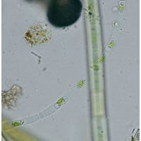 Binuclearia tectorum