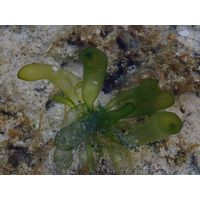 Boergesenia forbesii