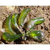 Boergesenia forbesii