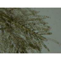 Bryopsis sp.