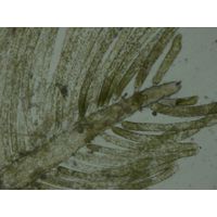 Bryopsis sp.