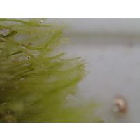 Bryopsis sp. 