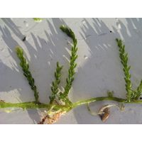 Caulerpa racemosa