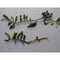 Caulerpa racemosa