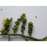 Caulerpa racemosa