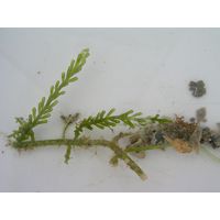 Caulerpa racemosa